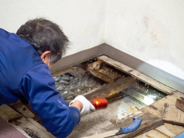 Best Certified Mold Removal  in Grifton, NC