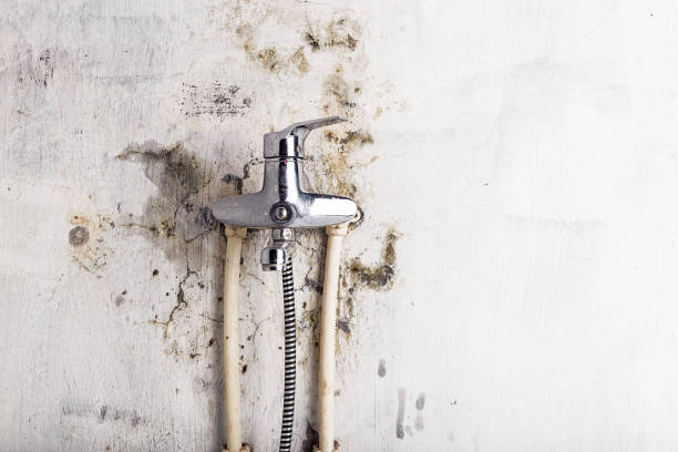Best Mold Removal Company Near Me  in Grifton, NC