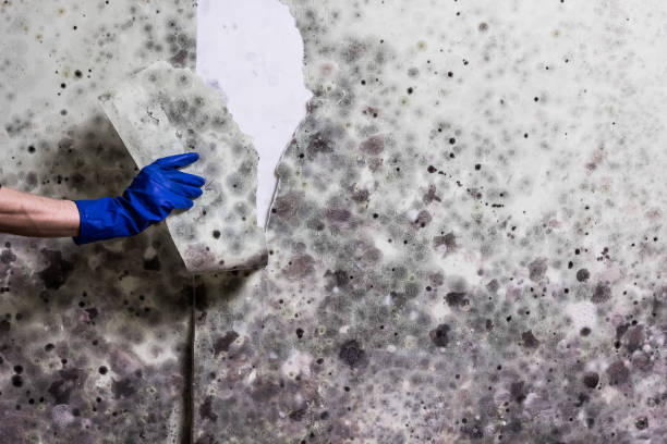 Best Commercial Mold Removal  in Grifton, NC
