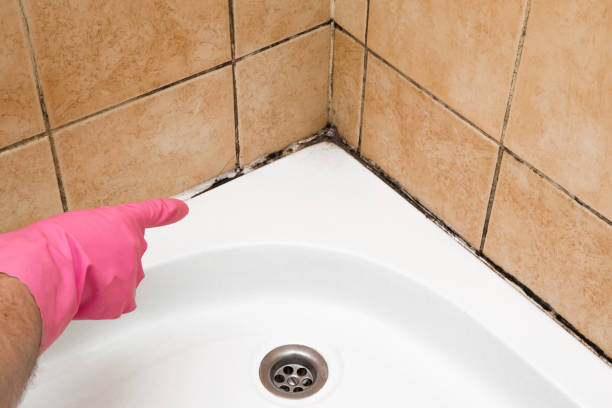 Best Local Mold Removal Service  in Grifton, NC